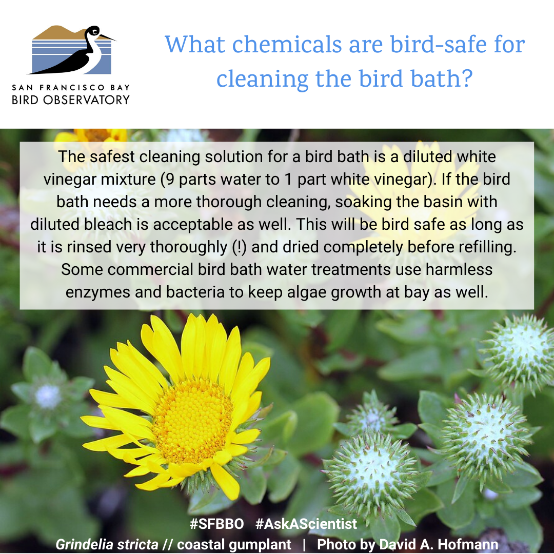 What chemicals are bird-safe for cleaning the bird bath? The safest cleaning solution for a bird bath is a diluted white vinegar mixture (9 parts water to 1 part white vinegar). If the bird bath needs a more thorough cleaning, soaking the basin with diluted bleach is acceptable as well. This will be bird safe as long as it is rinsed very thoroughly (!) and dried completely before refilling. Some commercial bird bath water treatments use harmless enzymes and bacteria to keep algae growth at bay as well.