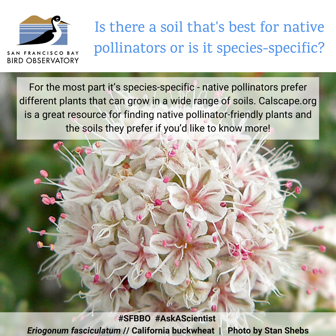 Is there a soil that's best for native pollinators or is it species-specific? For the most part it’s species-specific - native pollinators prefer different plants that can grow in a wide range of soils. Calscape.org is a great resource for finding native pollinator-friendly plants and the soils they prefer if you’d like to know more!