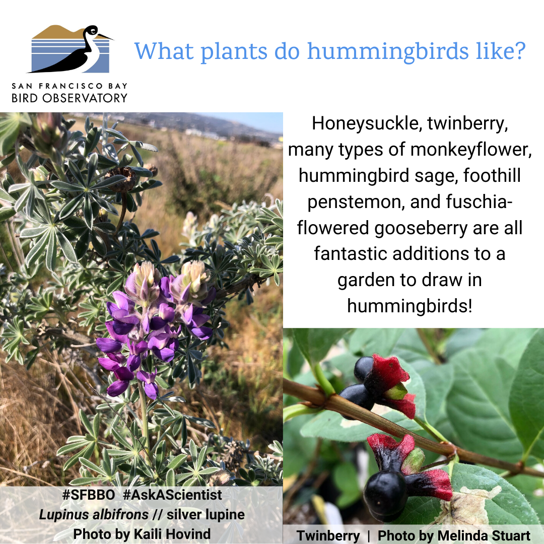 What plants do hummingbirds like? Honeysuckle, twinberry, many types of monkeyflower, hummingbird sage, foothill penstemon, and fuschia-flowered gooseberry are all fantastic additions to a garden to draw in hummingbirds!