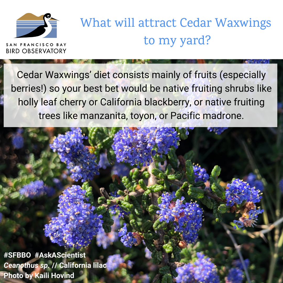 What will attract Cedar Waxwings to my yard? Cedar Waxwings’ diet consists mainly of fruits (especially berries!) so your best bet would be native fruiting shrubs like holly leaf cherry or California blackberry, or native fruiting trees like manzanita, toyon, or Pacific madrone.