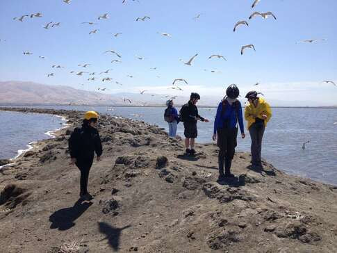 California Gull Bay Area Nest Survey Research