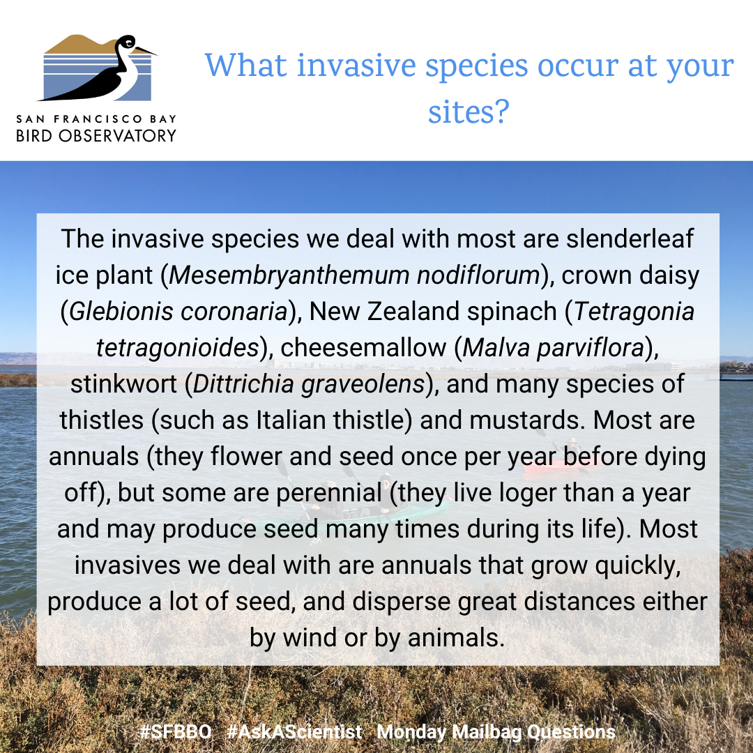 What invasive plant species occur at your sites? The invasive species that we deal with most are slenderleaf ice plant (Mesembryanthemum nodiflorum), crown daisy (Glebionis coronaria), New Zealand spinach (Tetragonia tetragonioides), cheesemallow (Malva parviflora), stinkwort (Dittrichia graveolens), and many species of thistles (such as Italian thistle) and mustards. Most are annuals (meaning they flower and seed once per year before dying off), but some are also perennial (meaning they live longer than a year and may produce seed many times during its life). Most invasives we deal with tend to be annuals that grow quickly, produce a lot of seed, and can disperse great distances either by wind or by animals.