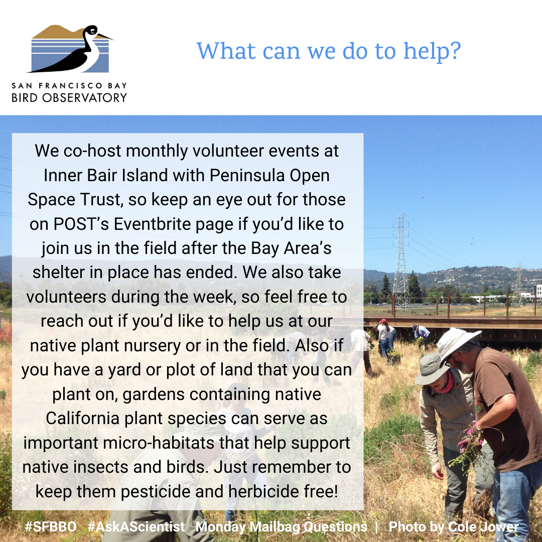 How can we help? We co-host monthly volunteer events at Inner Bair Island with Peninsula Open Space Trust, so keep an eye out for those on POST’s Eventbrite page if you’d like to join us in the field after the Bay Area’s shelter in place has ended. We also take volunteers during the week, so feel free to reach out if you’d like to help us at our native plant nursery or in the field. Also if you have a yard or plot of land that you can plant on, gardens containing native California plant species can serve as important micro-habitats that help support native insects and birds. Just remember to keep them pesticide and herbicide free!