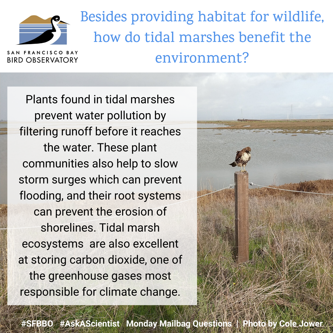 Besides providing habitat for wildlife, how do tidal marshes benefit the environment? Plants found in tidal marshes prevent water pollution by filtering runoff before it reaches the water. These plant communities also help to slow storm surges which can prevent flooding, and their root systems can prevent the erosion of shorelines. Tidal marsh ecosystems are also excellent at storing carbon dioxide, one of the greenhouse gases most responsible for climate change.