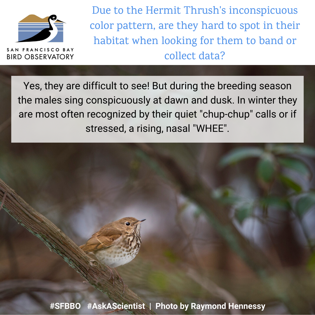 Due to the Hermit Thrush's inconspicuous color pattern, are they hard to spot in their habitat when looking for them to band or collect data? Yes, they are difficult to see! But during the breeding season the males sing conspicuously at dawn and dusk. In winter they are most often recognized by their quiet "chup-chup" calls or if stressed, a rising, nasal "WHEE".