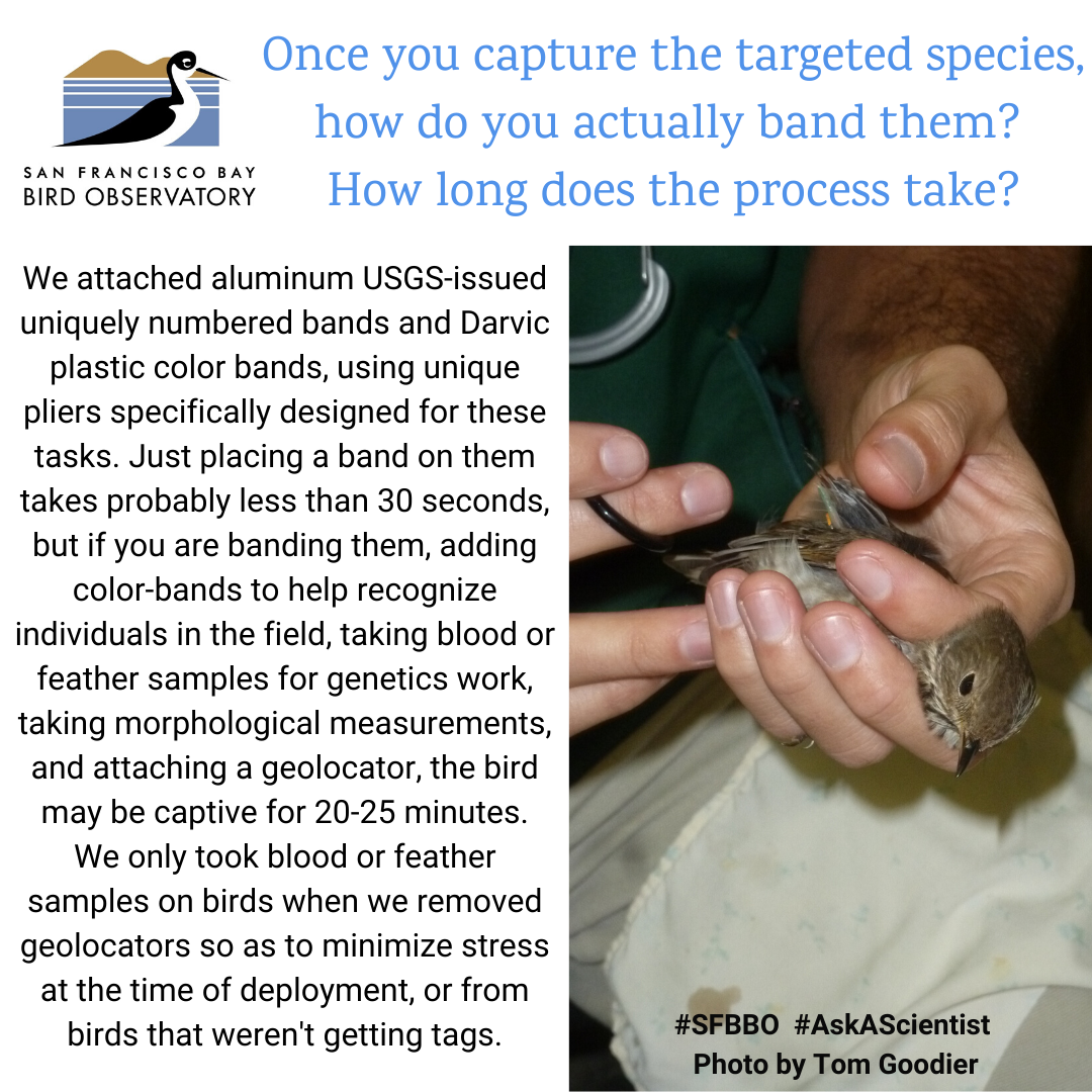 Once you capture the targeted species, how do you actually band them? How long does the process take? We attached aluminum USGS-issued uniquely numbered bands and Darvic plastic color bands, using unique pliers specifically designed for these tasks. Just placing a band on them takes probably less than 30 seconds, but if you are banding them, adding color-bands to help recognize individuals in the field, taking blood or feather samples for genetics work, taking morphological measurements, and attaching a geolocator, the bird may be captive for 20-25 minutes. We only took blood or feather samples on birds when we removed geolocators so as to minimize stress at the time of deployment, or from birds that weren't getting tags.