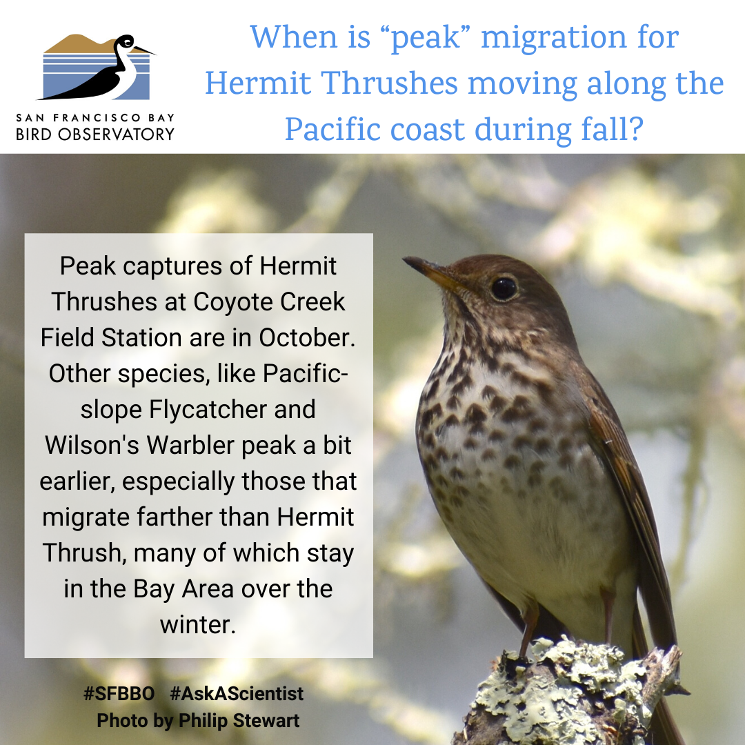 When is “peak” migration for Hermit Thrushes moving along the Pacific coast during fall? Peak captures of Hermit Thrushes at Coyote Creek Field Station are in October. Other species, like Pacific-slope Flycatcher and Wilson's Warbler peak a bit earlier, especially those that migrate farther than Hermit Thrush, many of which stay in the Bay Area over the winter.