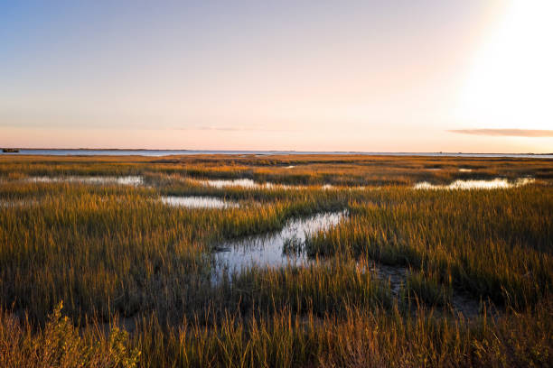 Tidal Marsh Restoration and Research