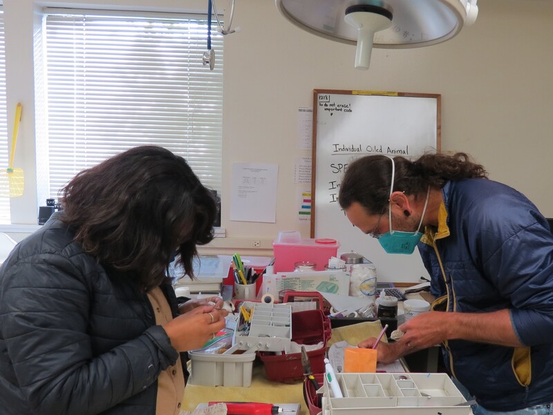 Biologists Jessica and Josh each band a Snowy Plover in IBR's facility.