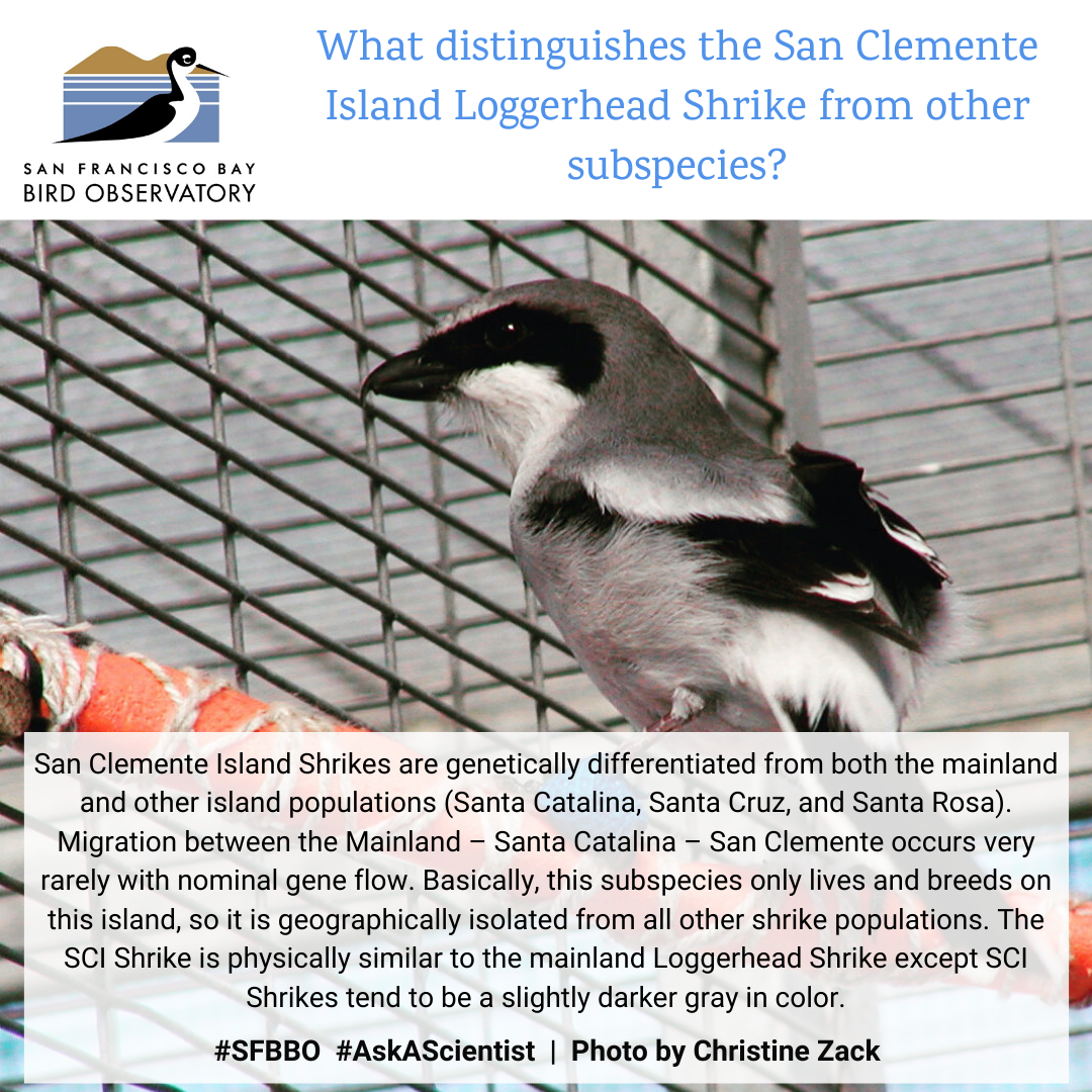 What distinguishes the San Clemente Island Loggerhead Shrike from other subspecies? San Clemente Island Shrikes are genetically differentiated from both the mainland and other island populations (Santa Catalina, Santa Cruz, and Santa Rosa). Migration between the Mainland – Santa Catalina – San Clemente occurs very rarely with nominal gene flow. Basically, this subspecies only lives and breeds on this island, so it is geographically isolated from all other shrike populations. The SCI Shrike is physically similar to the mainland Loggerhead Shrike except SCI Shrikes tend to be a slightly darker gray in color.