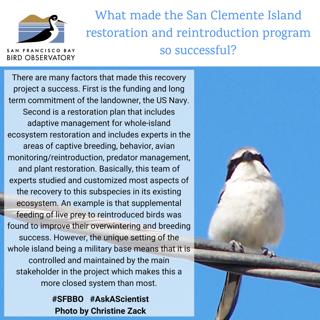 What made the San Clemente Island restoration and reintroduction program so successful? There are many factors that made this recovery project a success. First is the funding and long term commitment of the landowner, the US Navy. Second is a restoration plan that includes adaptive management for whole-island ecosystem restoration and includes experts in the areas of captive breeding, behavior, avian monitoring/reintroduction, predator management, and plant restoration. Basically, this team of experts studied and customized most aspects of the recovery to this subspecies in its existing ecosystem. An example is that supplemental feeding of live prey to reintroduced birds was found to improve their overwintering and breeding success. However, the unique setting of the whole island being a military base means that it is controlled and maintained by the main stakeholder in the project which makes this a more closed system than most.