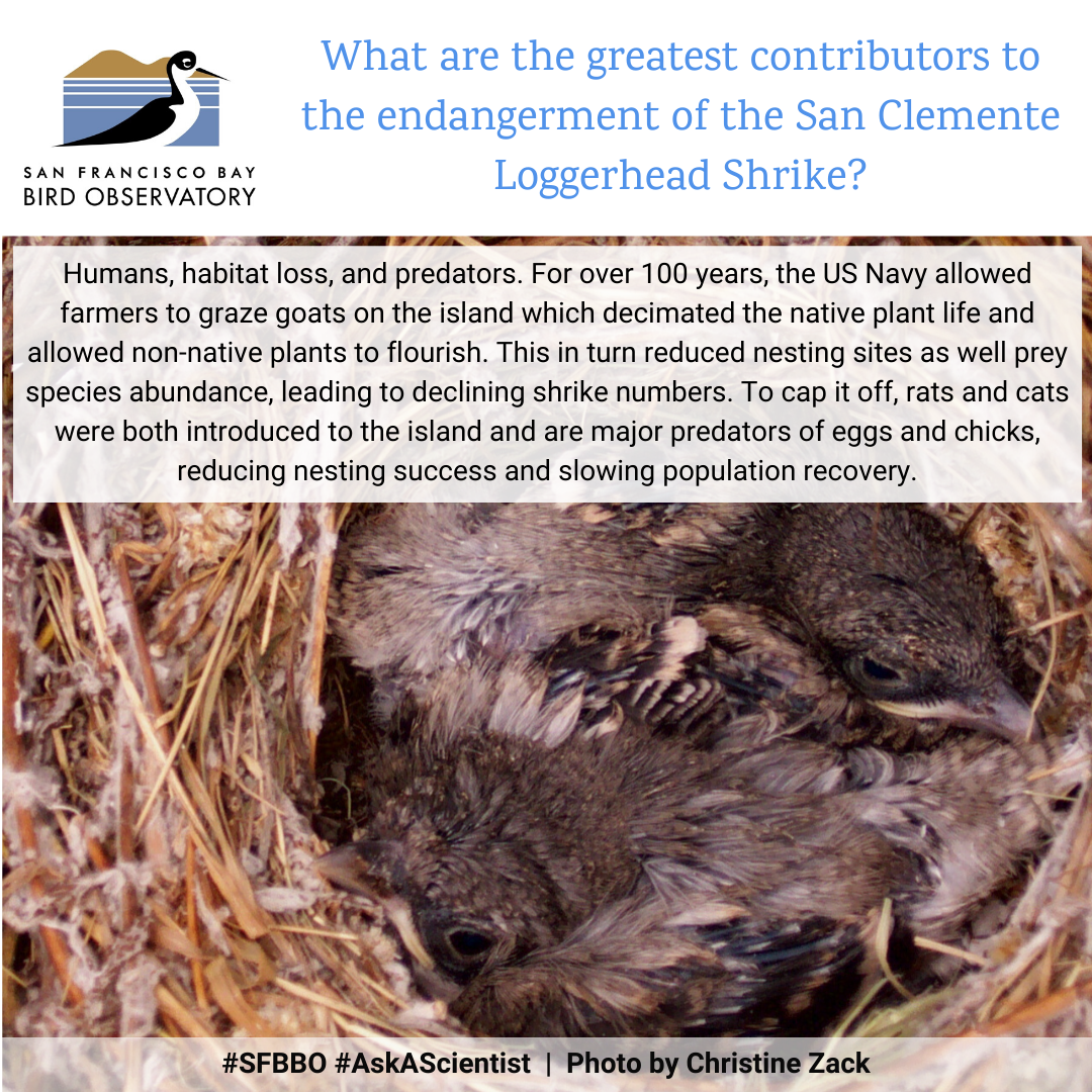What are the greatest contributors to the endangerment of the San Clemente Loggerhead Shrike? Humans, habitat loss, and predators. For over 100 years, the US Navy allowed farmers to graze goats on the island which decimated the native plant life and allowed non-native plants to flourish. This in turn reduced nesting sites as well prey species abundance, leading to declining shrike numbers. To cap it off, rats and cats were both introduced to the island and are major predators of eggs and chicks, reducing nesting success and slowing population recovery.