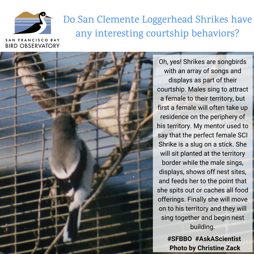 Do San Clemente Loggerhead Shrikes have any interesting courtship behaviors? Oh, yes! Shrikes are songbirds with an array of songs and displays as part of their courtship. Males sing to attract a female to their territory, but first a female will often take up residence on the periphery of his territory. My mentor used to say that the perfect female SCI Shrike is a slug on a stick. She will sit planted at the territory border while the male sings, displays, shows off nest sites, and feeds her to the point that she spits out or caches all food offerings. Finally she will move on to his territory and they will sing together and begin nest building.