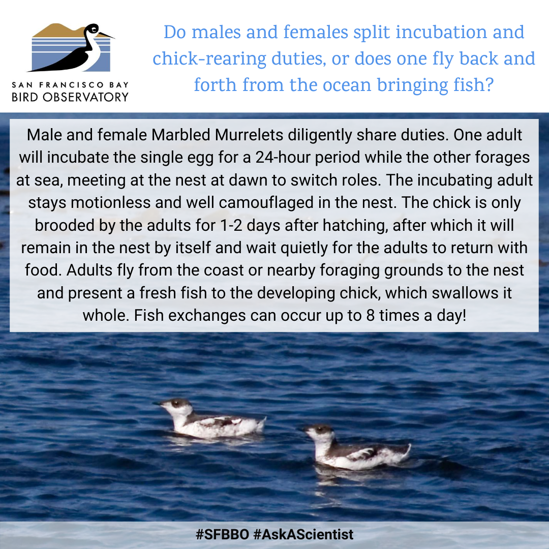 Do males and females split incubation and chick-rearing duties, or does one fly back and forth from the ocean bringing fish? Male and female Marbled Murrelets diligently share duties. One adult will incubate the single egg for a 24-hour period while the other forages at sea, meeting at the nest at dawn to switch roles. The incubating adult stays motionless and well camouflaged in the nest. The chick is only brooded by the adults for 1-2 days after hatching, after which it will remain in the nest by itself and wait quietly for the adults to return with food. Adults fly from the coast or nearby foraging grounds to the nest and present a fresh fish to the developing chick, which swallows it whole. Fish exchanges can occur up to 8 times a day!