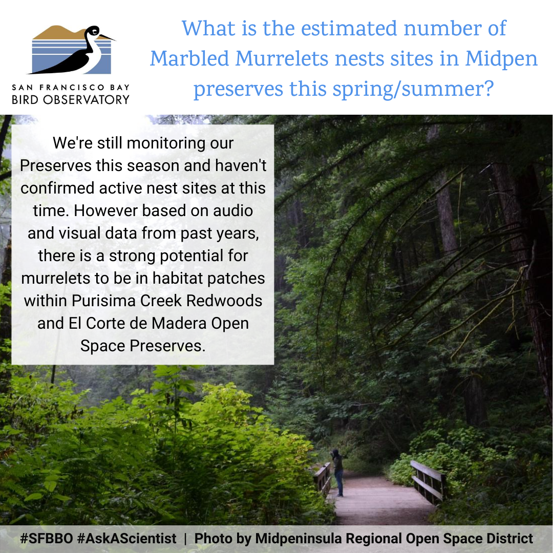 What is the estimated number of Marbled Murrelets nests sites in Midpen preserves this spring/summer? We're still monitoring our Preserves this season and haven't confirmed active nest sites at this time. However based on audio and visual data from past years, there is a strong potential for murrelets to be in habitat patches within Purisima Creek Redwoods and El Corte de Madera Open Space Preserves.