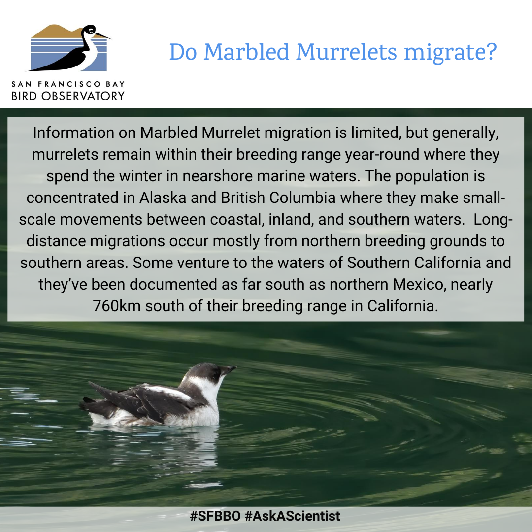 Do Marbled Murrelets migrate? Information on Marbled Murrelet migration is limited, but generally, murrelets remain within their breeding range year-round where they spend the winter in nearshore marine waters. The population is concentrated in Alaska and British Columbia where they make small-scale movements between coastal, inland, and southern waters. Long-distance migrations occur mostly from northern breeding grounds to southern areas. Some venture to the waters of Southern California and they’ve been documented as far south as northern Mexico, nearly 760km south of their breeding range in California.