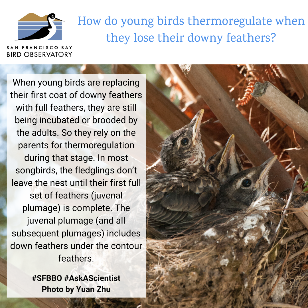 How do young birds thermoregulate when they lose their downy feathers? When young birds are replacing their first coat of downy feathers with full feathers, they are still being incubated or brooded by the adults. So they rely on the parents for thermoregulation during that stage. In most songbirds, the fledglings don’t leave the nest until their first full set of feathers (juvenal plumage) is complete. The juvenal plumage (and all subsequent plumages) includes down feathers under the contour feathers.