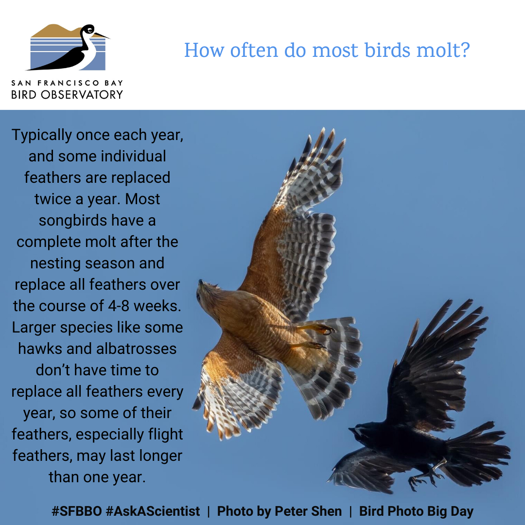 How often do most birds molt? Typically once each year, and some individual feathers are replaced twice a year. Most songbirds have a complete molt after the nesting season and replace all feathers over the course of 4-8 weeks. Larger species like some hawks and albatrosses don’t have time to replace all feathers every year, so some of their feathers, especially flight feathers, may last longer than one year.