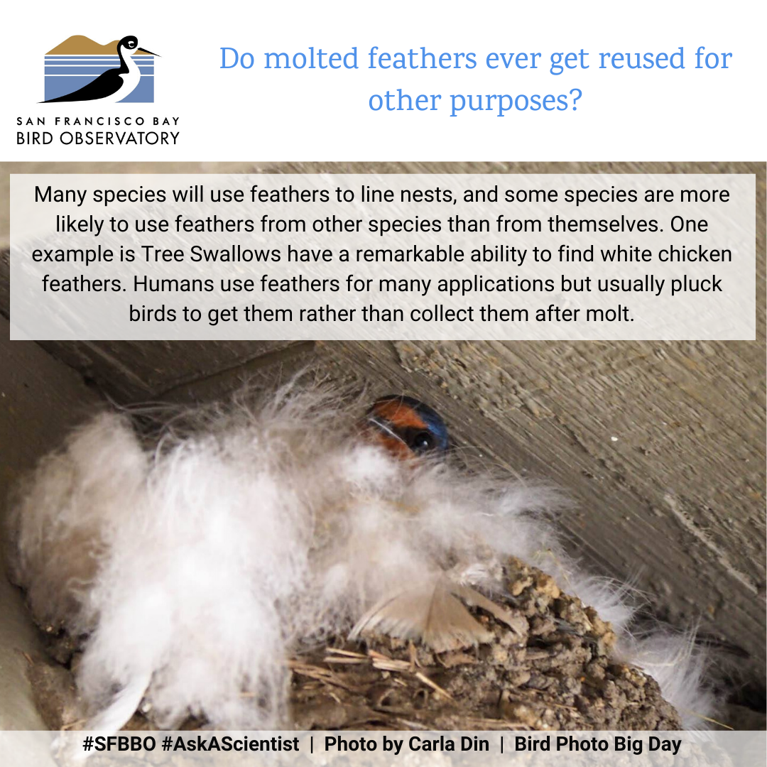 Do molted feathers ever get reused for other purposes? Many species will use feathers to line nests, and some species are more likely to use feathers from other species than from themselves. One example is Tree Swallows have a remarkable ability to find white chicken feathers. Humans use feathers for many applications but usually pluck birds to get them rather than collect them after molt.