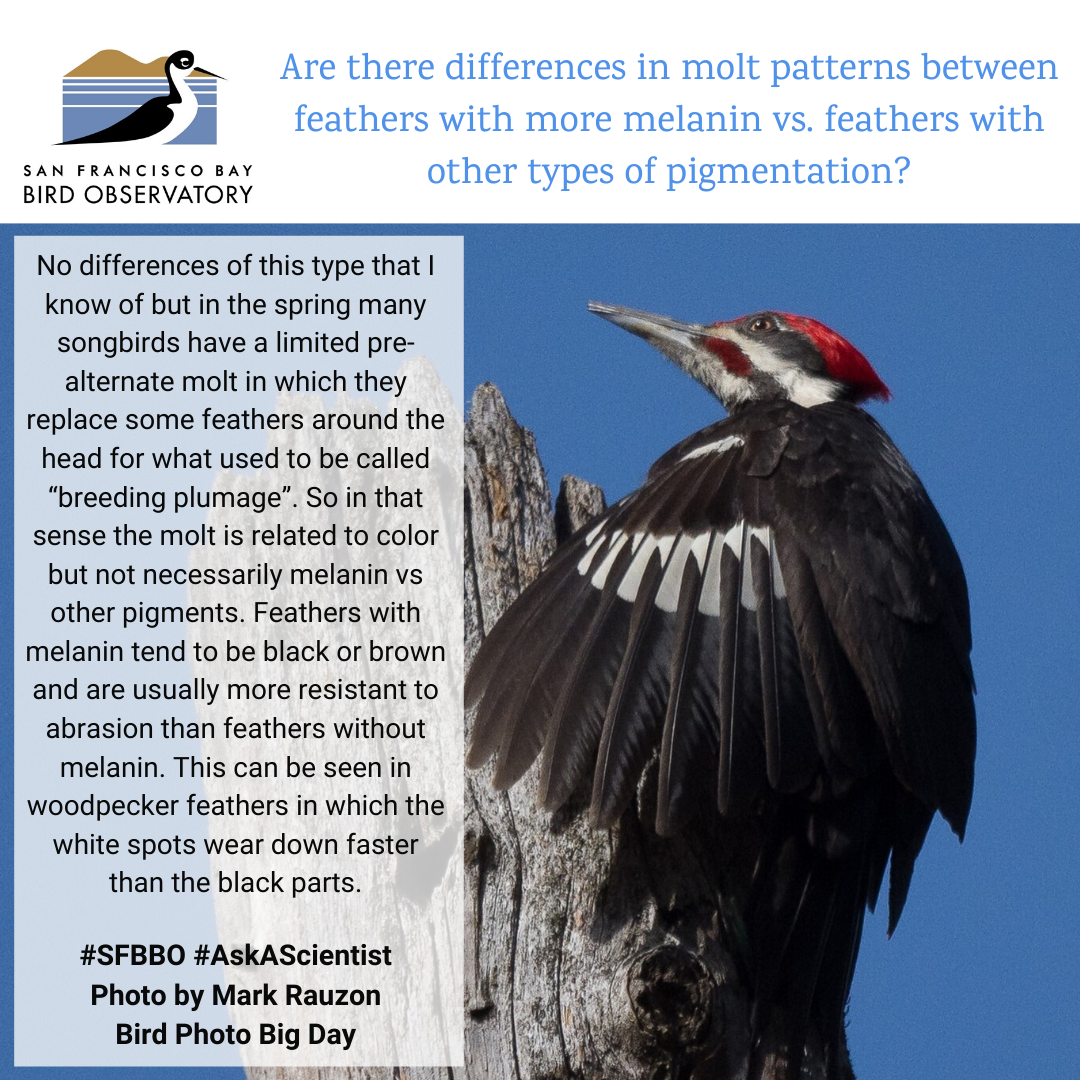 Are there differences in molt patterns between feathers with more melanin vs. feathers with other types of pigmentation? No differences of this type that I know of but in the spring many songbirds have a limited pre-alternate molt in which they replace some feathers around the head for what used to be called “breeding plumage”. So in that sense the molt is related to color but not necessarily melanin vs other pigments. Feathers with melanin tend to be black or brown and are usually more resistant to abrasion than feathers without melanin. This can be seen in woodpecker feathers in which the white spots wear down faster than the black parts.