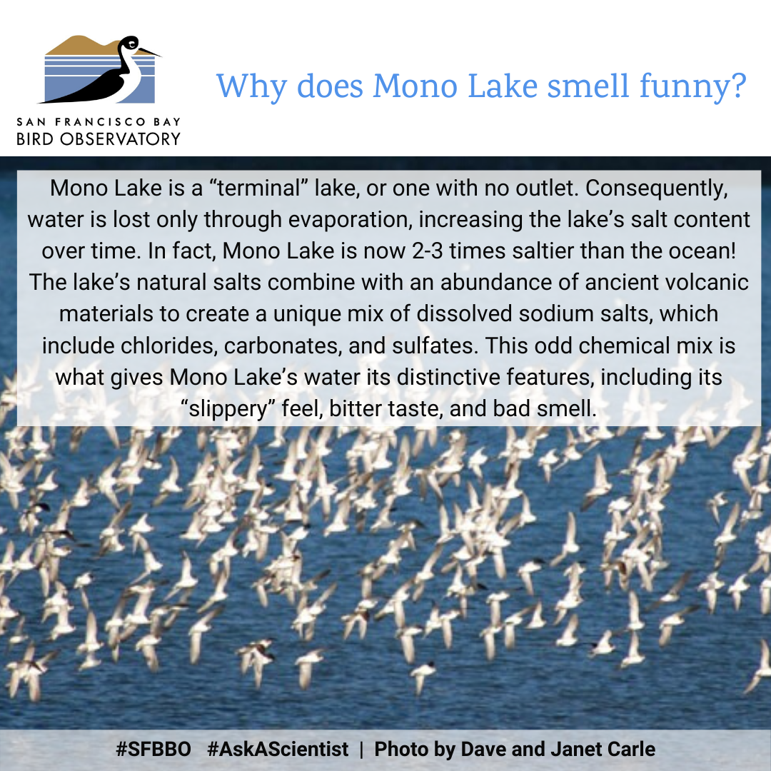Why does Mono Lake smell funny? Mono Lake is a “terminal” lake, or one with no outlet. Consequently, water is lost only through evaporation, increasing the lake’s salt content over time. In fact, Mono Lake is now 2-3 times saltier than the ocean! The lake’s natural salts combine with an abundance of ancient volcanic materials to create a unique mix of dissolved sodium salts, which include chlorides, carbonates, and sulfates. This odd chemical mix is what gives Mono Lake’s water its distinctive features, including its “slippery” feel, bitter taste, and bad smell.