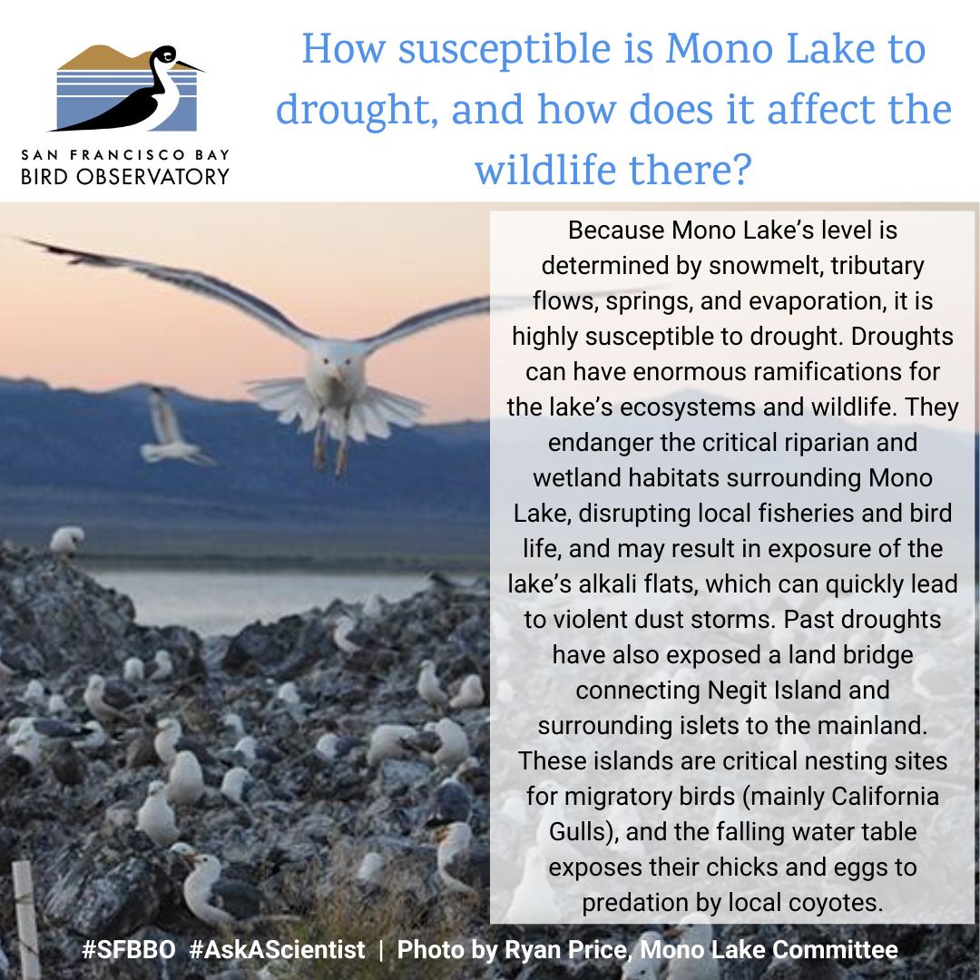 How susceptible is Mono Lake to drought, and how does it affect the wildlife there? Because Mono Lake’s level is determined by snowmelt, tributary flows, springs, and evaporation, it is highly susceptible to drought. Droughts can have enormous ramifications for the lake’s ecosystems and wildlife. They endanger the critical riparian and wetland habitats surrounding Mono Lake, disrupting local fisheries and bird life, and may result in exposure of the lake’s alkali flats, which can quickly lead to violent dust storms. Past droughts have also exposed a land bridge connecting Negit Island and surrounding islets to the mainland. These islands are critical nesting sites for migratory birds (mainly California Gulls), and the falling water table exposes their chicks and eggs to predation by local coyotes.