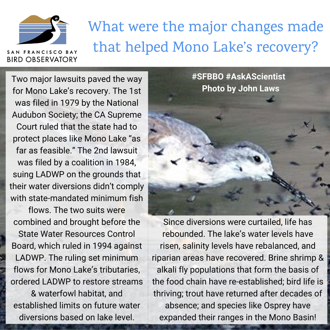 What were the major changes made that helped Mono Lake’s recovery? Two major lawsuits paved the way for Mono Lake’s recovery. The 1st was filed in 1979 by the National Audubon Society; the CA Supreme Court ruled that the state had to protect places like Mono Lake “as far as feasible.” The 2nd lawsuit was filed by a coalition in 1984, suing LADWP on the grounds that their water diversions didn’t comply with state-mandated minimum fish flows. The two suits were combined and brought before the State Water Resources Control Board, which ruled in 1994 against LADWP. The ruling set minimum flows for Mono Lake’s tributaries, ordered LADWP to restore streams & waterfowl habitat, and established limits on future water diversions based on lake level. Since diversions were curtailed, life has rebounded. The lake’s water levels have risen, salinity levels have rebalanced, and riparian areas have recovered. Brine shrimp & alkali fly populations that form the basis of the food chain have re-established; bird life is thriving; trout have returned after decades of absence; and species like Osprey have expanded their ranges in the Mono Basin!