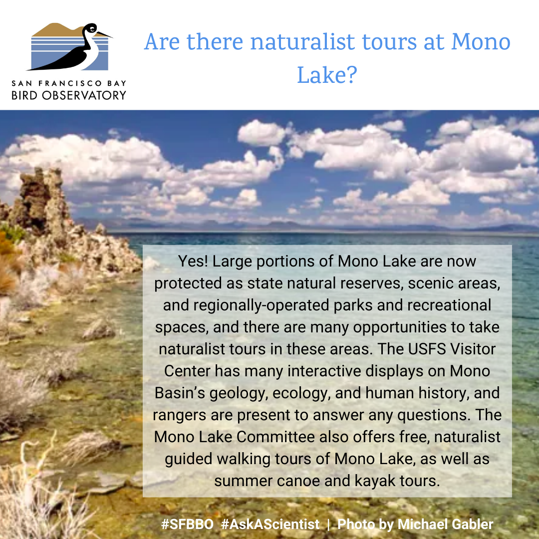 Are there naturalist tours at Mono Lake? Yes! Large portions of Mono Lake are now protected as state natural reserves, scenic areas, and regionally-operated parks and recreational spaces, and there are many opportunities to take naturalist tours in these areas. The USFS Visitor Center has many interactive displays on Mono Basin’s geology, ecology, and human history, and rangers are present to answer any questions. The Mono Lake Committee also offers free, naturalist guided walking tours of Mono Lake, as well as summer canoe and kayak tours.