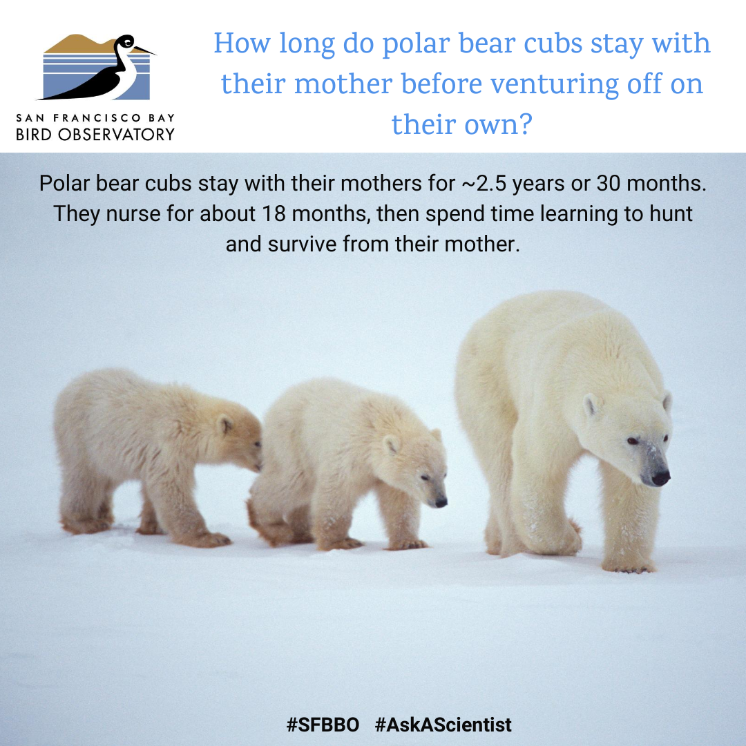 How long do polar bear cubs stay with their mother before venturing off on their own? Polar bear cubs stay with their mothers for ~2.5 years or 30 months. They nurse for about 18 months, then spend time learning to hunt and survive from their mother.