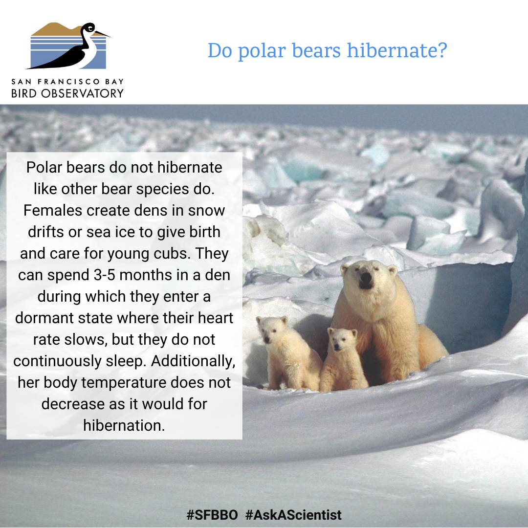 Do polar bears hibernate? Polar bears do not hibernate like other bear species do. Females create dens in snow drifts or sea ice to give birth and care for young cubs. They can spend 3-5 months in a den during which they enter a dormant state where their heart rate slows, but they do not continuously sleep. Additionally, her body temperature does not decrease as it would for hibernation.