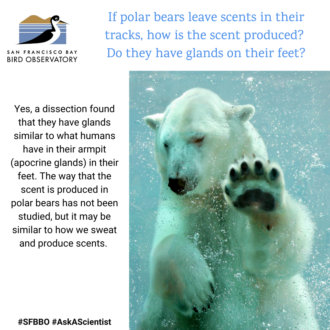 If polar bears leave scents in their tracks, how is the scent produced? Do they have glands on their feet? Yes, a dissection found that they have glands similar to what humans have in their armpit (apocrine glands) in their feet. The way that the scent is produced in polar bears has not been studied, but it may be similar to how we sweat and produce scents.