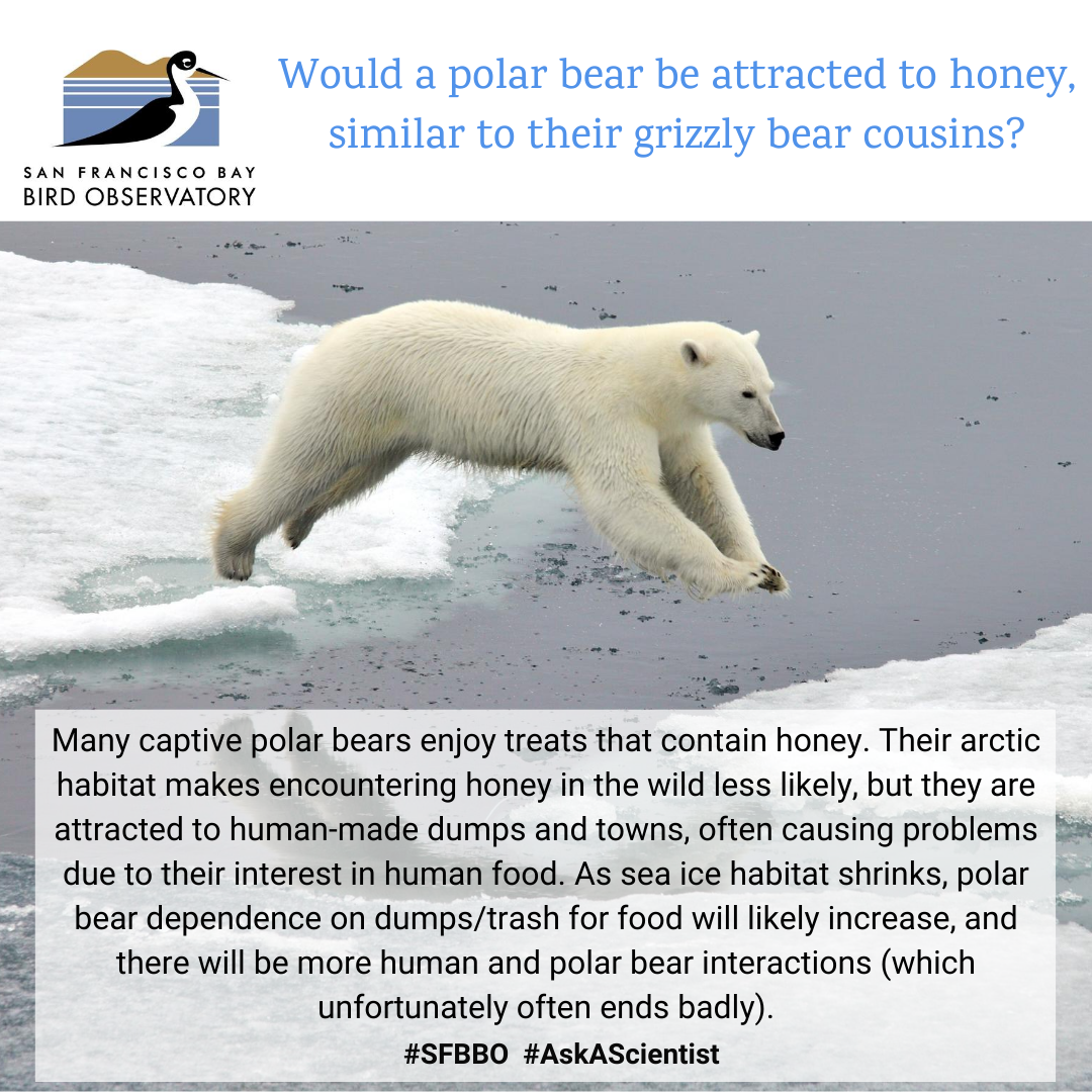 Would a polar bear be attracted to honey, similar to their grizzly bear cousins? Many captive polar bears enjoy treats that contain honey. Their arctic habitat makes encountering honey in the wild less likely, but they are attracted to human-made dumps and towns, often causing problems due to their interest in human food. As sea ice habitat shrinks, polar bear dependence on dumps/trash for food will likely increase, and there will be more human and polar bear interactions (which unfortunately often ends badly).