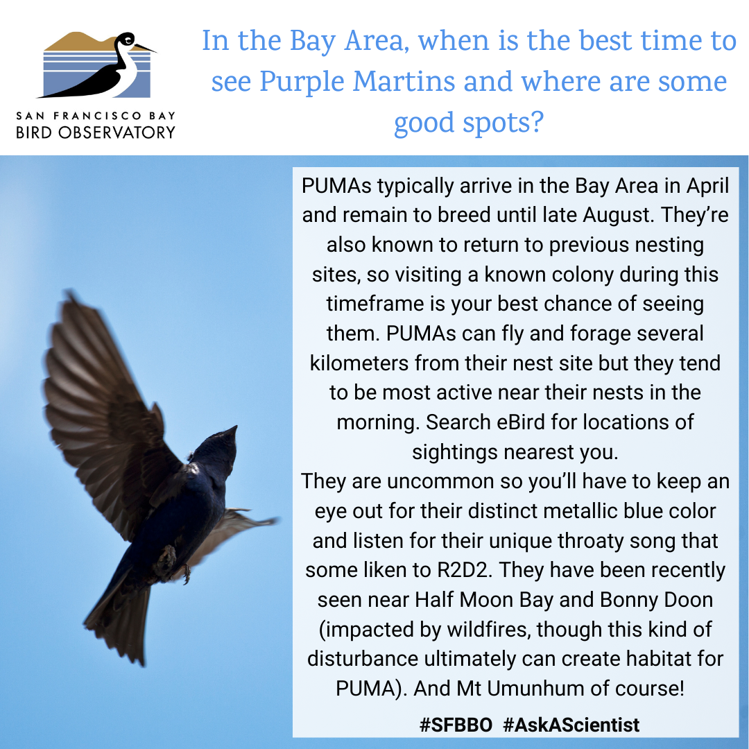 In the Bay Area, when is the best time to see Purple Martins and where are some good spots? PUMAs typically arrive in the Bay Area in April and remain to breed until late August. They’re also known to return to previous nesting sites, so visiting a known colony during this timeframe is your best chance of seeing them. PUMAs can fly and forage several kilometers from their nest site but they tend to be most active near their nests in the morning. Search eBird for locations of sightings nearest you. They are uncommon so you’ll have to keep an eye out for their distinct metallic blue color and listen for their unique throaty song that some liken to R2D2. They have been recently seen near Half Moon Bay and Bonny Doon (impacted by wildfires, though this kind of disturbance ultimately can create habitat for PUMA). And Mt Umunhum of course!