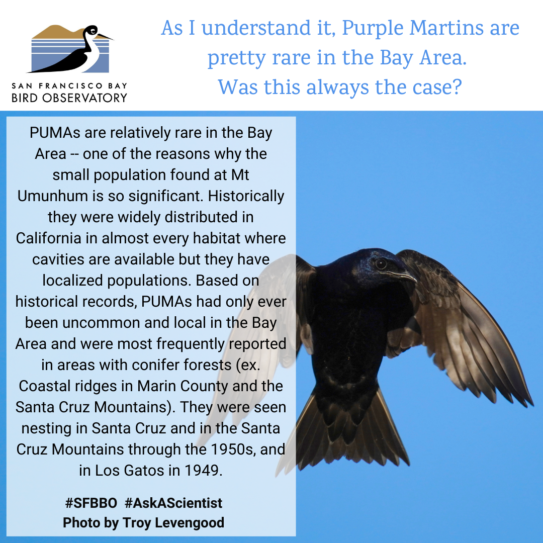 As I understand it, Purple Martins are pretty rare in the Bay Area. Was this always the case? PUMAs are relatively rare in the Bay Area -- one of the reasons why the small population found at Mt Umunhum is so significant. Historically they were widely distributed in California in almost every habitat where cavities are available but they have localized populations. Based on historical records, PUMAs had only ever been uncommon and local in the Bay Area and were most frequently reported in areas with conifer forests (ex. Coastal ridges in Marin County and the Santa Cruz Mountains). They were seen nesting in Santa Cruz and in the Santa Cruz Mountains through the 1950s, and in Los Gatos in 1949.