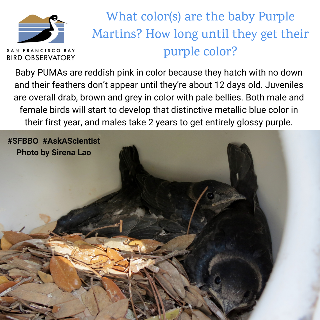 What color(s) are the baby Purple Martins? How long until they get their purple color? Baby PUMAs are reddish pink in color because they hatch with no down and their feathers don’t appear until they’re about 12 days old. Juveniles are overall drab, brown and grey in color with pale bellies. Both male and female birds will start to develop that distinctive metallic blue color in their first year, and males take 2 years to get entirely glossy purple.
