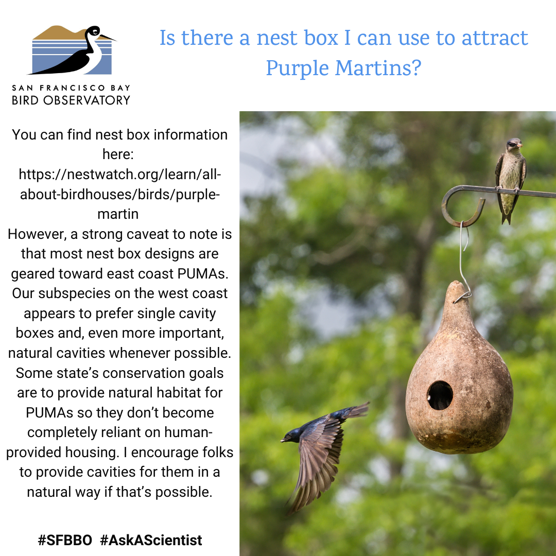 Is there a nest box I can use to attract Purple Martins? You can find nest box information here: https://nestwatch.org/learn/all-about-birdhouses/birds/purple-martin However, a strong caveat to note is that most nest box designs are geared toward east coast PUMAs. Our subspecies on the west coast appears to prefer single cavity boxes and, even more important, natural cavities whenever possible. Some state’s conservation goals are to provide natural habitat for PUMAs so they don’t become completely reliant on human-provided housing. I encourage folks to provide cavities for them in a natural way if that’s possible.