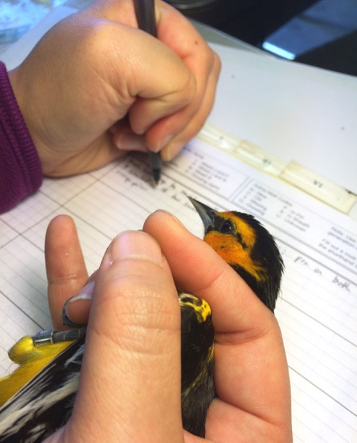 Science Talks and Birdy Hours