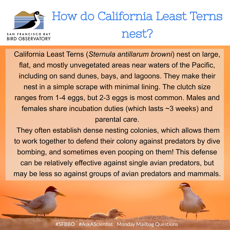 How do California Least Terns nest? California Least Terns (Sternula antillarum browni) nest on large, flat, and mostly unvegetated areas near waters of the Pacific, including on sand dunes, bays, and lagoons. They make their nest in a simple scrape with minimal lining. The clutch size ranges from 1-4 eggs, but 2-3 eggs is most common. Males and females share incubation duties (which lasts ~3 weeks) and parental care. They often establish dense nesting colonies, which allows them to work together to defend their colony against predators by dive bombing, and sometimes even pooping on them! This defense can be relatively effective against single avian predators, but may be less so against groups of avian predators and mammals.