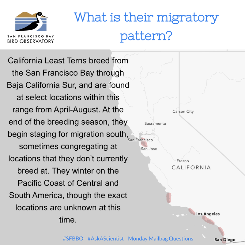 What is their migratory pattern/route? California Least Terns breed from the San Francisco Bay through Baja California Sur, and are found at select locations within this range from April-August. At the end of the breeding season, they begin staging for migration south, sometimes congregating at locations that they don’t currently breed at. They winter on the Pacific Coast of Central and South America, though the exact locations are unknown at this time.
