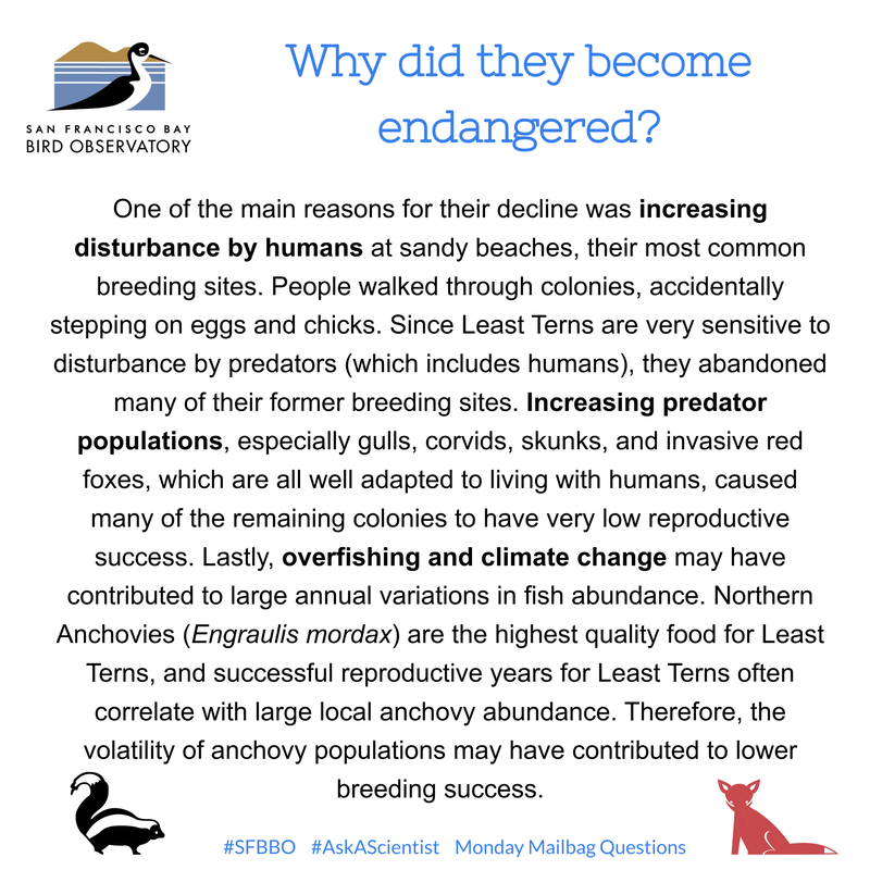 Why did they become endangered? One of the main reasons for their decline was increasing disturbance by humans at sandy beaches, their most common breeding sites. People walked through colonies, accidentally stepping on eggs and chicks. Since Least Terns are very sensitive to disturbance by predators (which includes humans), they abandoned many of their former breeding sites. Increasing predator populations, especially gulls, corvids, skunks, and invasive red foxes, which are all well adapted to living with humans, caused many of the remaining colonies to have very low reproductive success. Lastly, overfishing and climate change may have contributed to large annual variations in fish abundance. Northern Anchovies (Engraulis mordax) are the highest quality food for Least Terns, and successful reproductive years for Least Terns often correlate with large local anchovy abundance. Therefore, the volatility of anchovy populations may have contributed to lower breeding success.