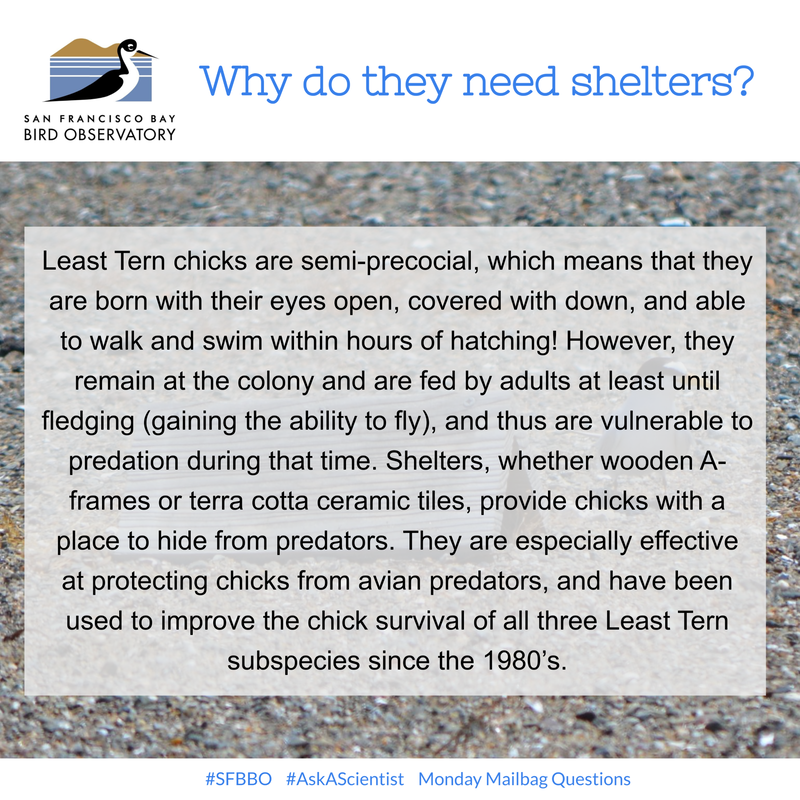 Why do they need shelters? Least Tern chicks are semi-precocial, which means that they are born with their eyes open, covered with down, and able to walk and swim within hours of hatching! However, they remain at the colony and are fed by adults at least until fledging (gaining the ability to fly), and thus are vulnerable to predation during that time. Shelters, whether wooden A-frames or terra cotta ceramic tiles, provide chicks with a place to hide from predators. They are especially effective at protecting chicks from avian predators, and have been used to improve the chick survival of all three Least Tern subspecies since the 1980’s.