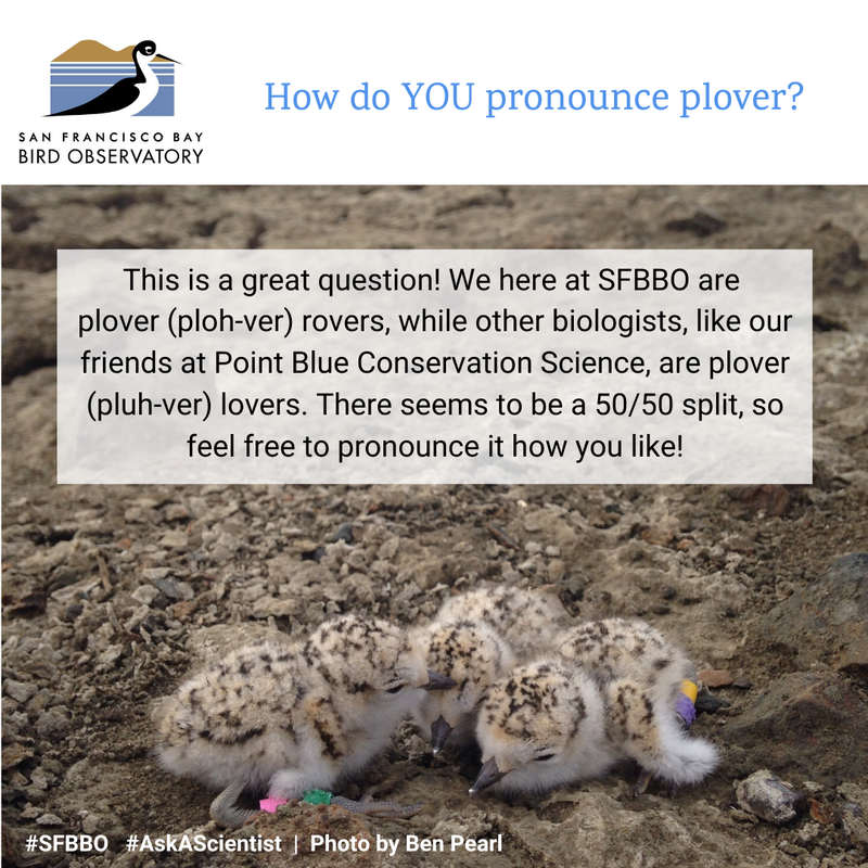 How do YOU pronounce plover? This is a great question! We here at SFBBO are plover (ploh-ver) rovers, while other biologists, like our friends at Point Blue Conservation Science, are plover (pluh-ver) lovers. There seems to be a 50/50 split, so feel free to pronounce it how you like!