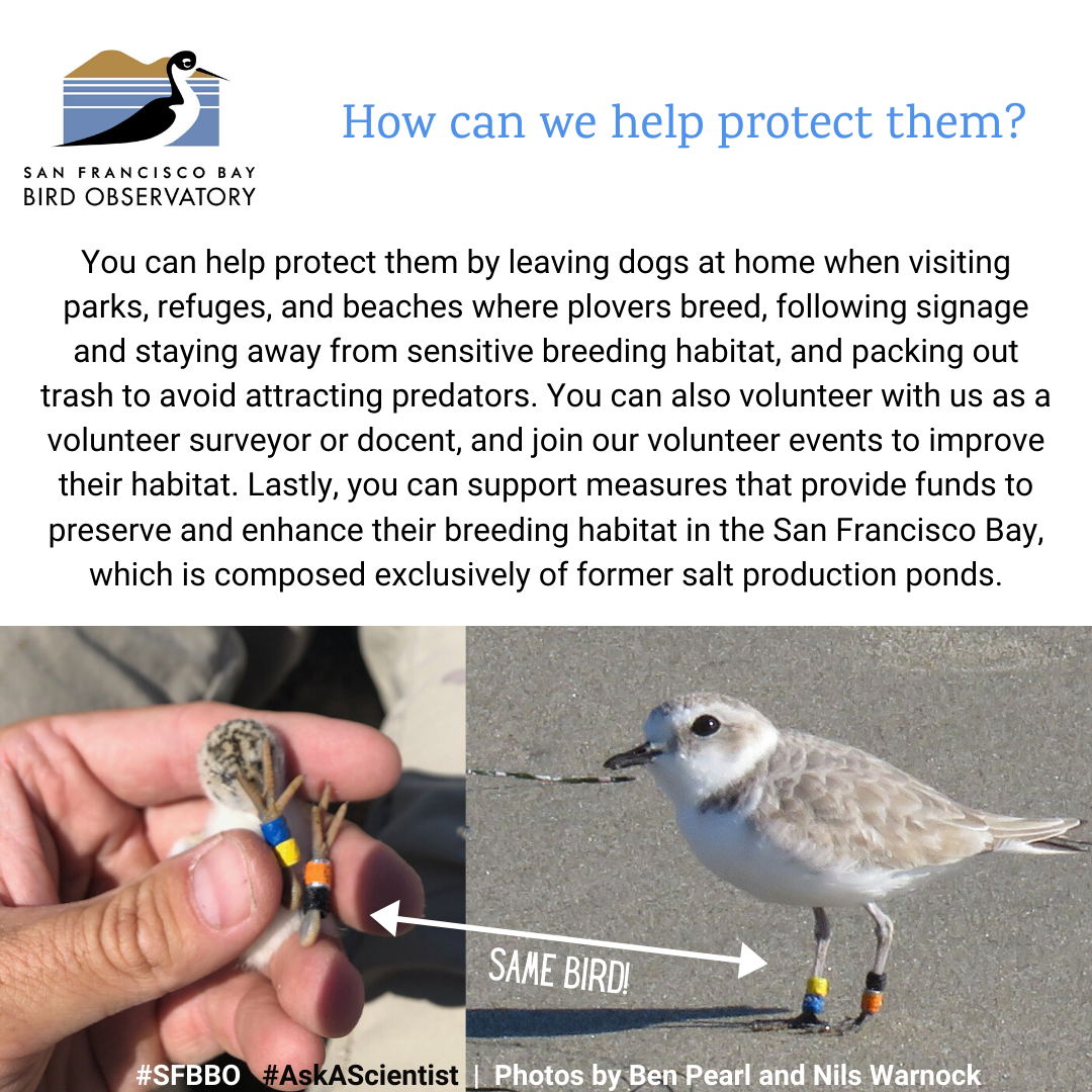 How can we help protect Snowy Plovers? You can help protect them by leaving dogs at home when visiting parks, refuges, and beaches where plovers breed, following signage and staying away from sensitive breeding habitat, and packing out trash to avoid attracting predators. You can also volunteer with us as a volunteer surveyor or docent, and join our volunteer events to improve their habitat. Lastly, you can support measures that provide funds to preserve and enhance their breeding habitat in the San Francisco Bay, which is composed exclusively of former salt production ponds.