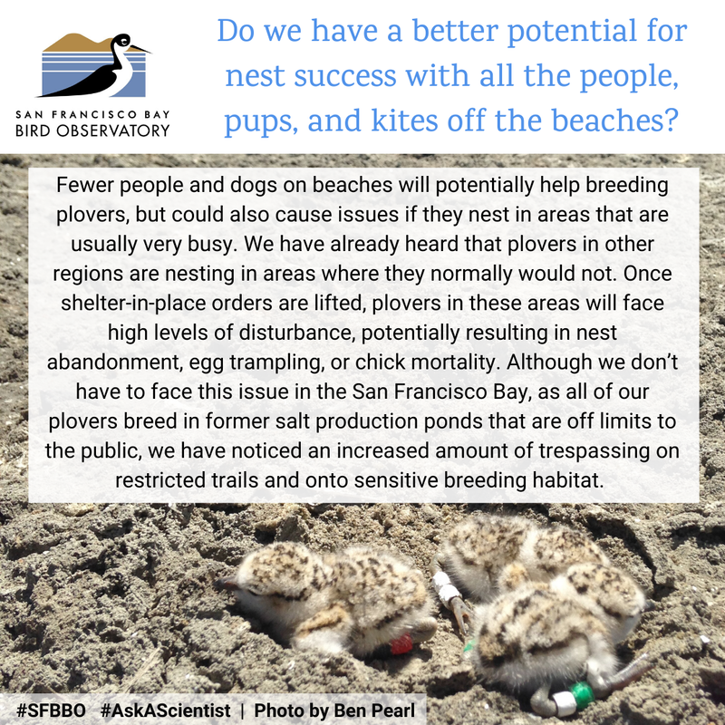 Do we have a better potential for nest success with all the people, pups, and kites off the beaches? Fewer people and dogs on beaches will potentially help breeding plovers, but could also cause issues if they nest in areas that are usually very busy. We have already heard that plovers in other regions are nesting in areas where they normally would not. Once shelter-in-place orders are lifted, plovers in these areas will face high levels of disturbance, potentially resulting in nest abandonment, egg trampling, or chick mortality. Although we don’t have to face this issue in the San Francisco Bay, as all of our plovers breed in former salt production ponds that are off limits to the public, we have noticed an increased amount of trespassing on restricted trails and onto sensitive breeding habitat.