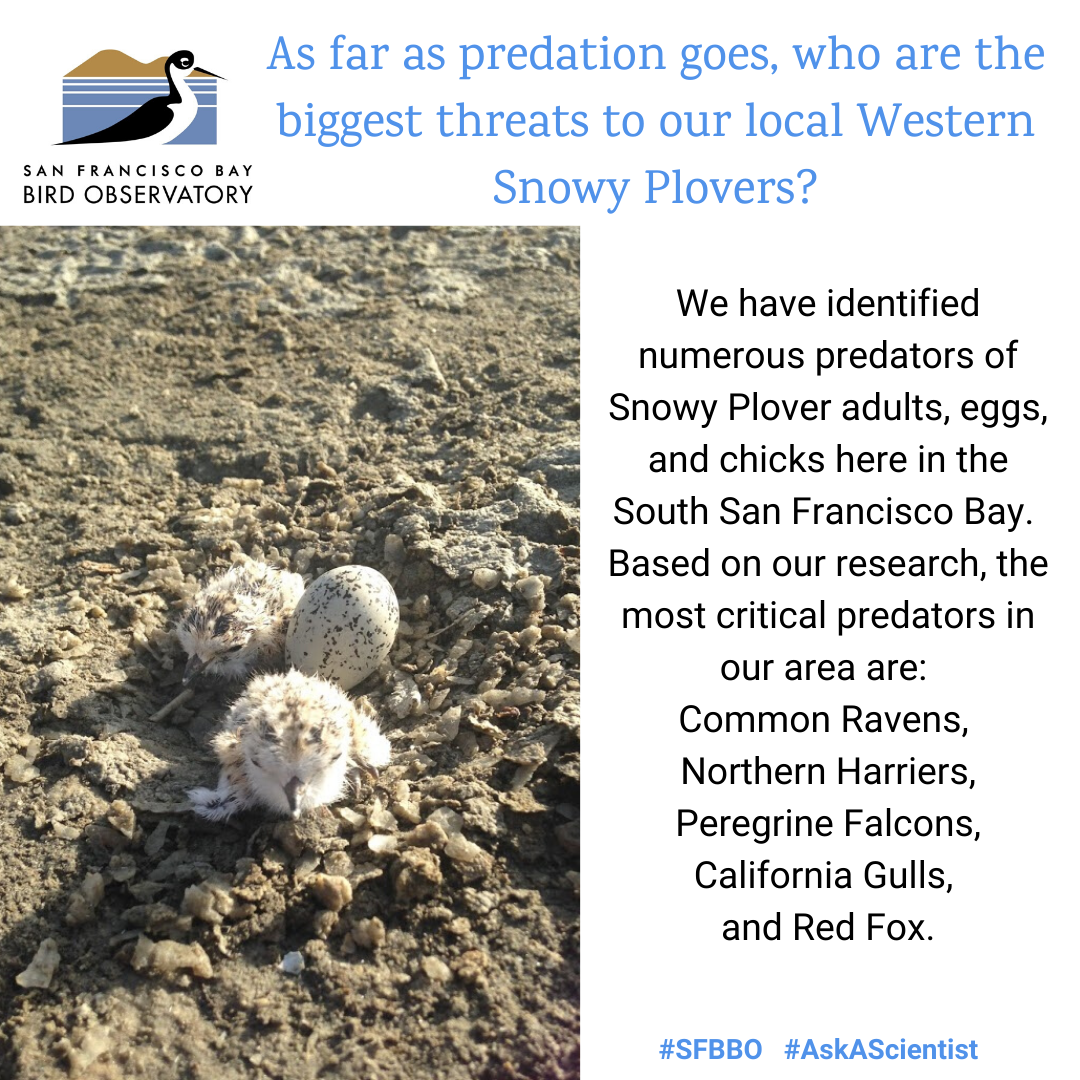 As far as predation goes, who are the biggest threats to our local Western Snowy Plovers? We have identified numerous predators of Snowy Plover adults, eggs, and chicks here in the South San Francisco Bay. Based on our research, the most critical predators in our area are: Common Ravens, Northern Harriers, Peregrine Falcons, California Gulls, and Red Fox.
