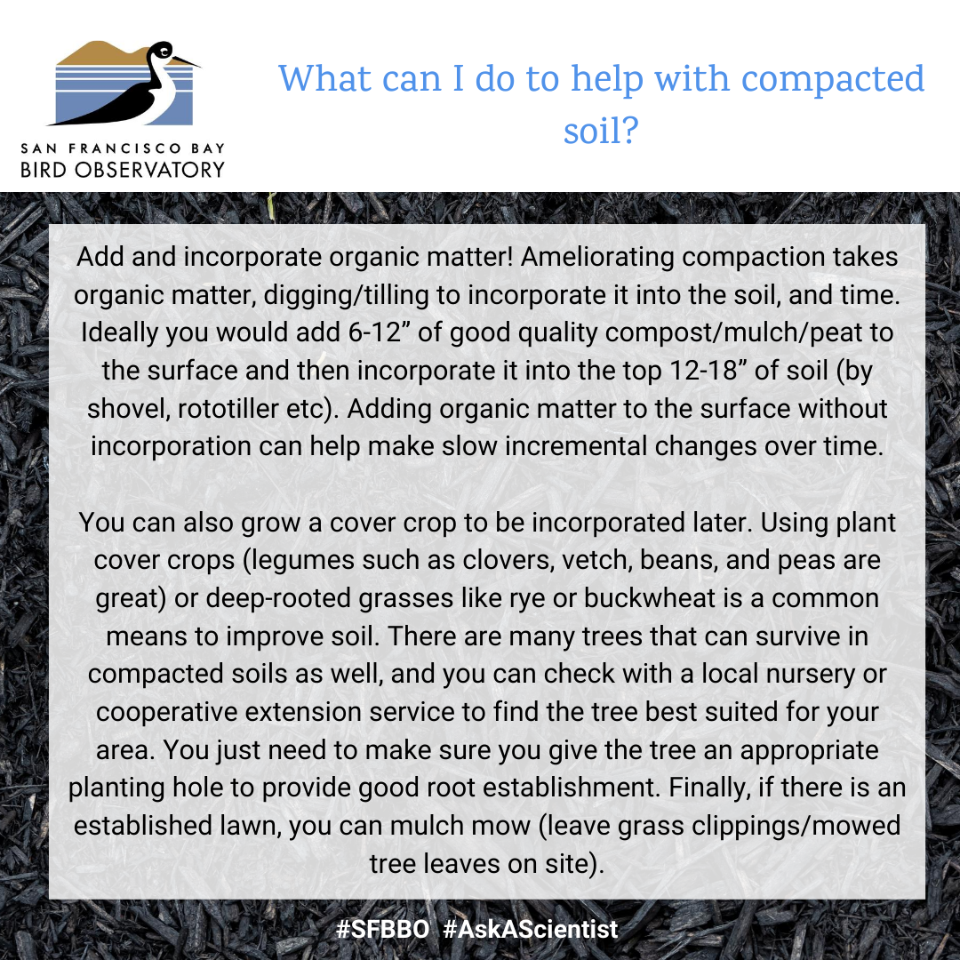 What can I do to help with compacted soil? Add and incorporate organic matter! Ameliorating compaction takes organic matter, digging/tilling to incorporate it into the soil, and time. Ideally you would add 6-12” of good quality compost/mulch/peat to the surface and then incorporate it into the top 12-18” of soil (by shovel, rototiller etc). Adding organic matter to the surface without incorporation can help make slow incremental changes over time. You can also grow a cover crop to be incorporated later. Using plant cover crops (legumes such as clovers, vetch, beans, and peas are great) or deep-rooted grasses like rye or buckwheat is a common means to improve soil. There are many trees that can survive in compacted soils as well, and you can check with a local nursery or cooperative extension service to find the tree best suited for your area. You just need to make sure you give the tree an appropriate planting hole to provide good root establishment. Finally, if there is an established lawn, you can mulch mow (leave grass clippings/mowed tree leaves on site).