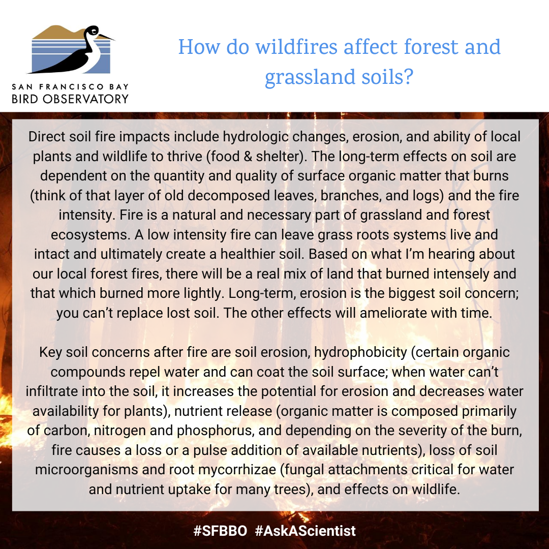 How do wildfires affect forest and grassland soils? Direct soil fire impacts include hydrologic changes, erosion, and ability of local plants and wildlife to thrive (food & shelter). The long-term effects on soil are dependent on the quantity and quality of surface organic matter that burns (think of that layer of old decomposed leaves, branches, and logs) and the fire intensity. Fire is a natural and necessary part of grassland and forest ecosystems. A low intensity fire can leave grass roots systems live and intact and ultimately create a healthier soil. Based on what I’m hearing about our local forest fires, there will be a real mix of land that burned intensely and that which burned more lightly. Long-term, erosion is the biggest soil concern; you can’t replace lost soil. The other effects will ameliorate with time. Key soil concerns after fire are soil erosion, hydrophobicity (certain organic compounds repel water and can coat the soil surface; when water can’t infiltrate into the soil, it increases the potential for erosion and decreases water availability for plants), nutrient release (organic matter is composed primarily of carbon, nitrogen and phosphorus, and depending on the severity of the burn, fire causes a loss or a pulse addition of available nutrients), loss of soil microorganisms and root mycorrhizae (fungal attachments critical for water and nutrient uptake for many trees), and effects on wildlife.