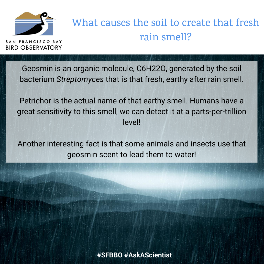 What causes the soil to create that fresh rain smell? Geosmin is an organic molecule, C6H22O, generated by the soil bacterium Streptomyces that is that fresh, earthy after rain smell. Petrichor is the actual name of that earthy smell. Humans have a great sensitivity to this smell, we can detect it at a parts-per-trillion level! Another interesting fact is that some animals and insects use that geosmin scent to lead them to water!