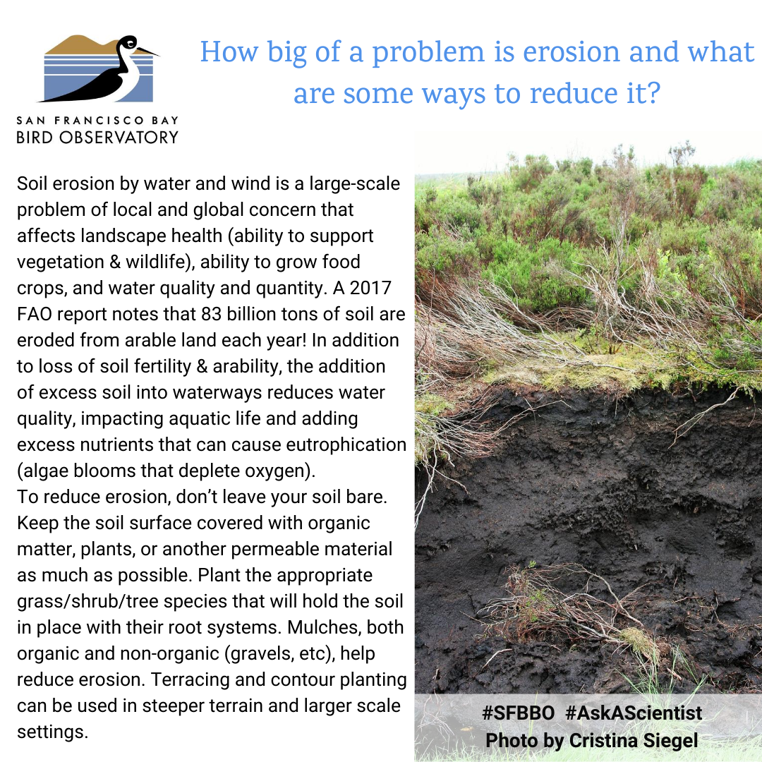 How big of a problem is erosion and what are some ways to reduce it? Soil erosion by water and wind is a large-scale problem of local and global concern that affects landscape health (ability to support vegetation & wildlife), ability to grow food crops, and water quality and quantity. A 2017 FAO report notes that 83 billion tons of soil are eroded from arable land each year! In addition to loss of soil fertility & arability, the addition of excess soil into waterways reduces water quality, impacting aquatic life and adding excess nutrients that can cause eutrophication (algae blooms that deplete oxygen). To reduce erosion, don’t leave your soil bare. Keep the soil surface covered with organic matter, plants, or another permeable material as much as possible. Plant the appropriate grass/shrub/tree species that will hold the soil in place with their root systems. Mulches, both organic and non-organic (gravels, etc), help reduce erosion. Terracing and contour planting can be used in steeper terrain and larger scale settings.