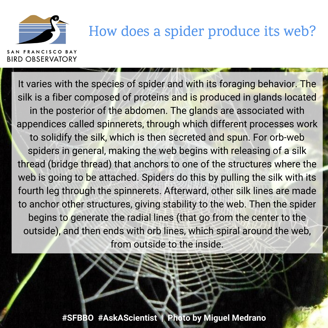 How does a spider produce its web? It varies with the species of spider and with its foraging behavior. The silk is a fiber composed of proteins and is produced in glands located in the posterior of the abdomen. The glands are associated with appendices called spinnerets, through which different processes work to solidify the silk, which is then secreted and spun. For orb-web spiders in general, making the web begins with releasing of a silk thread (bridge thread) that anchors to one of the structures where the web is going to be attached. Spiders do this by pulling the silk with its fourth leg through the spinnerets. Afterward, other silk lines are made to anchor other structures, giving stability to the web. Then the spider begins to generate the radial lines (that go from the center to the outside), and then ends with orb lines, which spiral around the web, from outside to the inside.